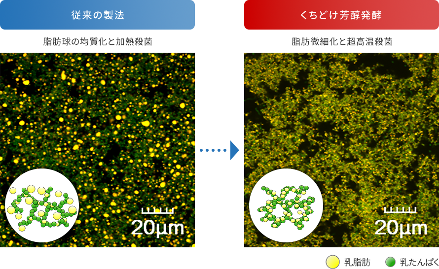 ヨーグルトの構造写真（共焦点レーザー顕微鏡）