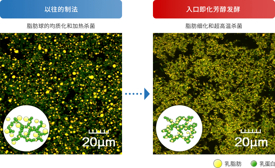 酸奶的結構照片（激光共聚焦顯微鏡）