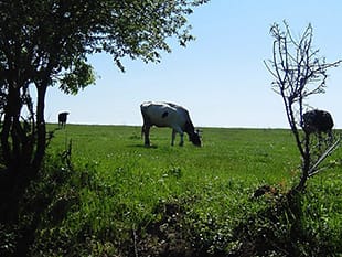 身近な動物達