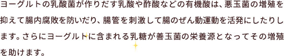 ヨーグルトの乳酸菌が作りだす乳酸や酢酸などの有機酸は、悪玉菌の増殖を抑えて腸内腐敗を防いだり、腸管を刺激して腸のぜん動運動を活発にしたりします。さらにヨーグルトに含まれる乳糖が善玉菌の栄養源となってその増殖を助けます。