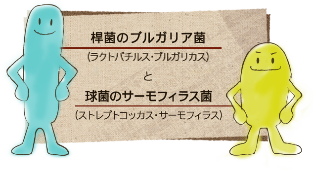 桿菌のブルガリア菌 ラクトバチルス・ブルガリカス　球菌のサーモフィラス菌  ストレプトコッカス・サーモフィラス