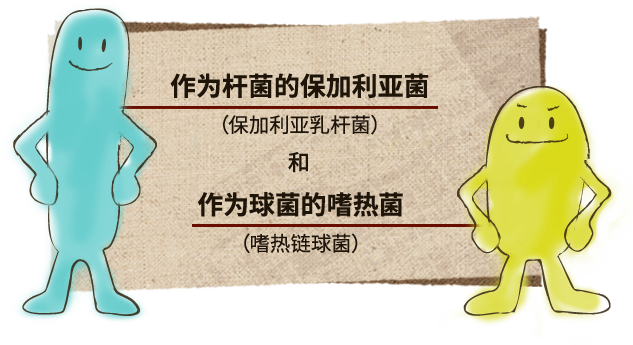 “保加利亚杆菌（Lactobacillus bulgaricus）”和球菌“嗜热链球菌（Streptococcus thermophilus）”
