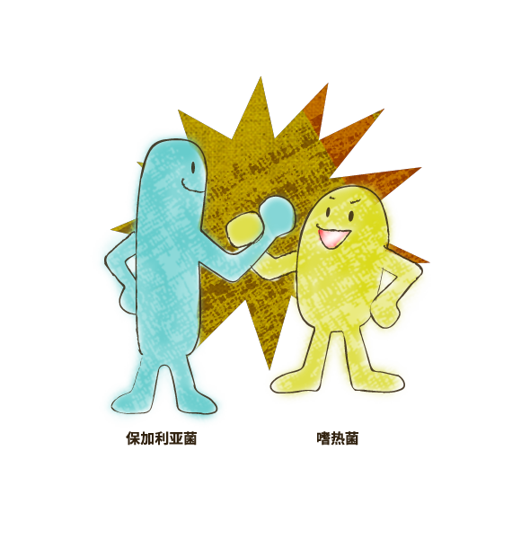 “保加利亚杆菌（Lactobacillus bulgaricus）”和球菌“嗜热链球菌（Streptococcus thermophilus）”