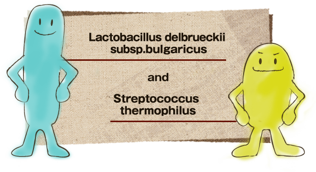 Lactobacillus delbrueckii subsp. bulgaricus and Streptococcus thermophilus
