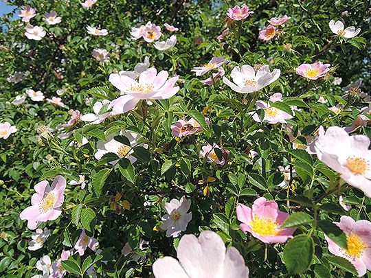 薫る風 ブルガリアのバラ ブルガリア通信 キャンペーン 特集 明治ブルガリアヨーグルト倶楽部 株式会社 明治