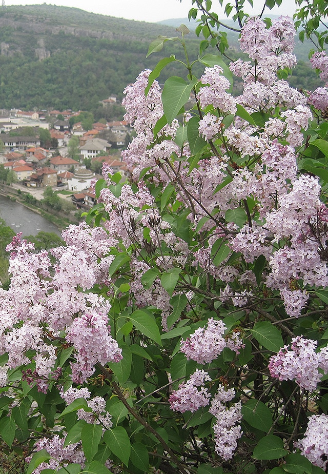 初夏の扉～ライラック｜ブルガリア通信｜キャンペーン・特集｜明治